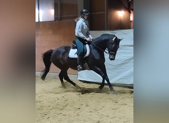 Irish sport horse, Merrie, 11 Jaar, 158 cm, Zwartbruin