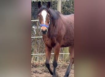 Irish sport horse, Merrie, 11 Jaar, 160 cm, Bruin