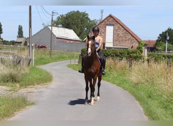 Irish sport horse, Merrie, 11 Jaar, 160 cm, Bruin