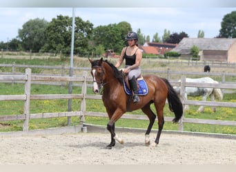Irish sport horse, Merrie, 11 Jaar, 160 cm, Bruin