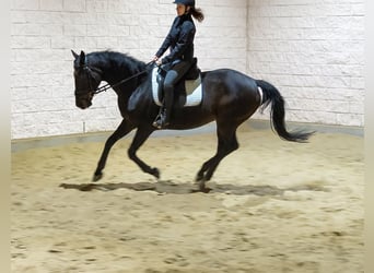 Irish sport horse, Merrie, 11 Jaar, 160 cm