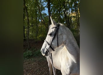 Irish sport horse, Merrie, 11 Jaar, 163 cm, Vliegenschimmel