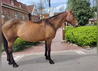 Irish sport horse, Merrie, 11 Jaar, 165 cm, Brauner