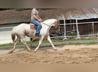 Irish sport horse, Merrie, 11 Jaar, 165 cm, Gevlekt-paard