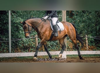 Irish sport horse, Merrie, 11 Jaar, 177 cm, Bruin