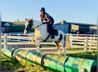 Irish sport horse Mix, Merrie, 12 Jaar, 155 cm, Gevlekt-paard