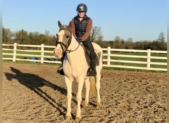 Irish sport horse Mix, Merrie, 12 Jaar, 155 cm, Gevlekt-paard