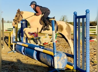 Irish sport horse Mix, Merrie, 12 Jaar, 155 cm, Gevlekt-paard