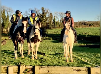 Irish sport horse Mix, Merrie, 12 Jaar, 155 cm, Gevlekt-paard