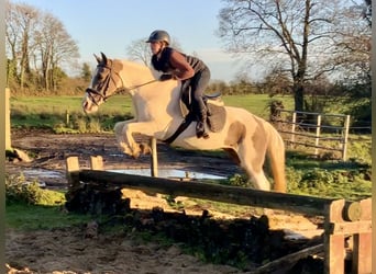 Irish sport horse Mix, Merrie, 12 Jaar, 155 cm, Gevlekt-paard