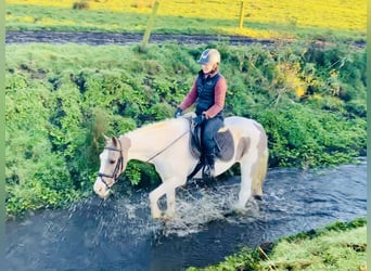 Irish sport horse Mix, Merrie, 12 Jaar, 155 cm, Gevlekt-paard