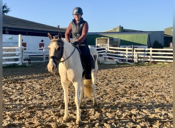 Irish sport horse Mix, Merrie, 12 Jaar, 155 cm, Gevlekt-paard