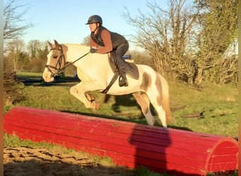 Irish sport horse Mix, Merrie, 12 Jaar, 155 cm, Gevlekt-paard