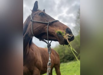 Irish sport horse, Merrie, 12 Jaar, 157 cm, Bruin