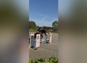 Irish sport horse, Merrie, 12 Jaar, 160 cm, Donkerbruin