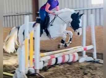 Irish sport horse, Merrie, 12 Jaar, 165 cm, Gevlekt-paard