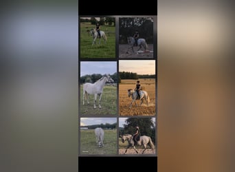 Irish sport horse, Merrie, 12 Jaar, 165 cm, Schimmel