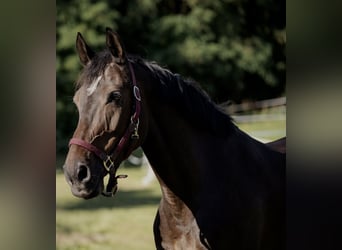 Irish sport horse, Merrie, 12 Jaar, 166 cm, Donkerbruin