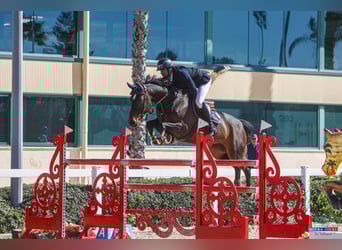 Irish sport horse, Merrie, 12 Jaar, 166 cm, Donkerbruin