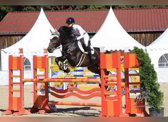 Irish sport horse, Merrie, 12 Jaar, 166 cm, Donkerbruin