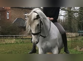 Irish sport horse, Merrie, 12 Jaar, 169 cm, Schimmel