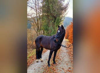 Irish sport horse, Merrie, 13 Jaar, 156 cm, Donkerbruin