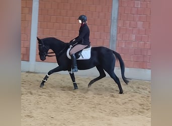 Irish sport horse, Merrie, 13 Jaar, 162 cm, Zwart