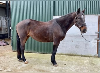 Irish sport horse, Merrie, 13 Jaar, 165 cm, Brauner