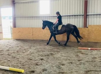 Irish sport horse, Merrie, 13 Jaar, 165 cm, Brauner