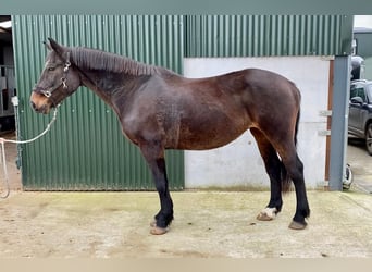 Irish sport horse, Merrie, 13 Jaar, 165 cm, Brauner