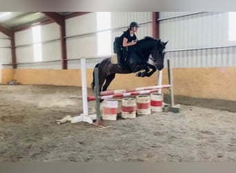 Irish sport horse, Merrie, 13 Jaar, 165 cm, Brauner
