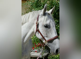 Irish sport horse, Merrie, 13 Jaar, 168 cm, Vliegenschimmel