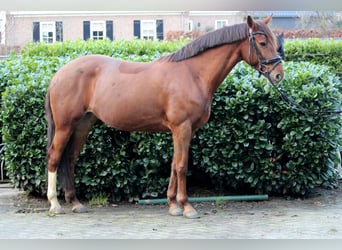 Irish sport horse Mix, Merrie, 13 Jaar, Donkere-vos