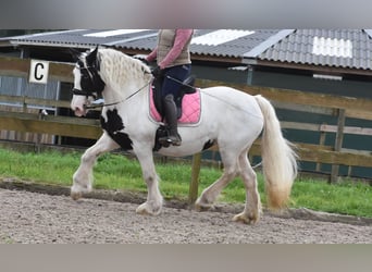 Irish sport horse, Merrie, 14 Jaar, 151 cm, Gevlekt-paard
