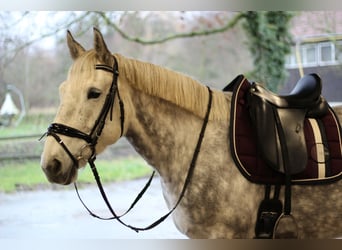 Irish sport horse, Merrie, 14 Jaar, 163 cm, Appelschimmel