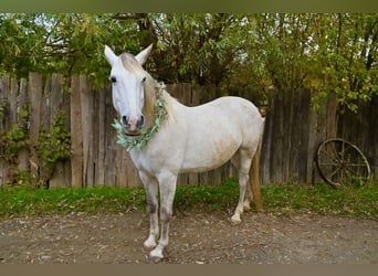 Irish sport horse, Merrie, 14 Jaar, 165 cm, Schimmel