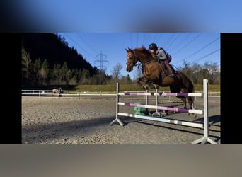 Irish sport horse, Merrie, 14 Jaar, 167 cm, Donkere-vos