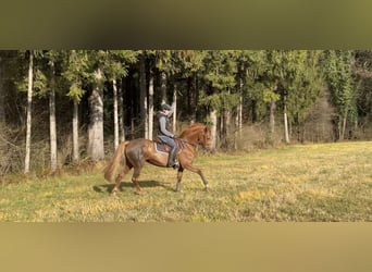 Irish sport horse, Merrie, 14 Jaar, 167 cm, Donkere-vos