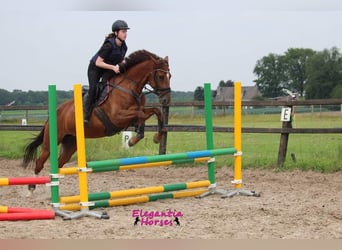 Irish sport horse Mix, Merrie, 14 Jaar, Donkere-vos