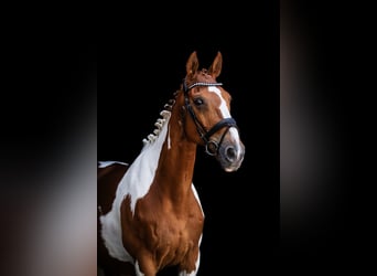 Irish sport horse, Merrie, 15 Jaar, 165 cm, Gevlekt-paard