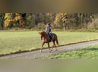 Irish sport horse, Merrie, 15 Jaar, 167 cm, Donkere-vos