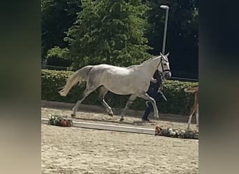 Irish sport horse, Merrie, 15 Jaar, 167 cm, Schimmel