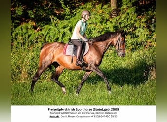 Irish sport horse, Merrie, 15 Jaar, 169 cm, Brauner
