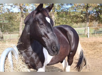 Irish sport horse, Merrie, 16 Jaar, 143 cm, Gevlekt-paard