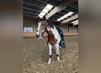 Irish sport horse, Merrie, 16 Jaar, 157 cm, Gevlekt-paard