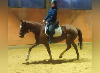 Irish sport horse, Merrie, 16 Jaar, 158 cm, Vos