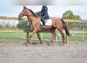 Irish sport horse, Merrie, 16 Jaar, 168 cm, Vos