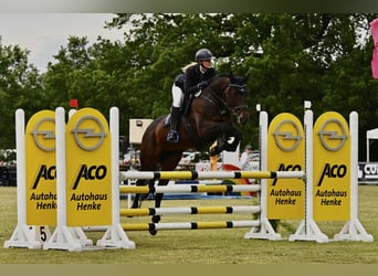 Irish sport horse, Merrie, 17 Jaar, 165 cm, Bruin