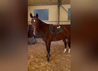 Irish sport horse, Merrie, 17 Jaar, 167 cm, Bruin