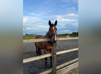 Irish sport horse, Merrie, 18 Jaar, 168 cm, Roodbruin